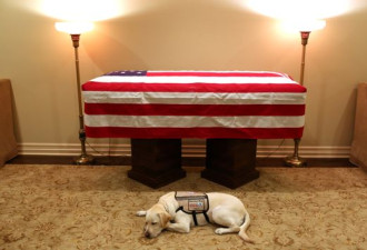 老布什的服务犬有了新任务：将帮助受伤士兵