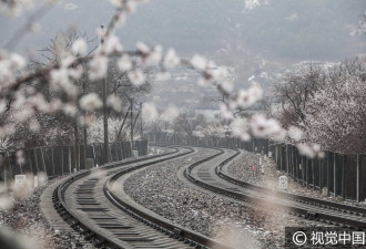 美哭！北京迎春雪 列车雪中穿越花海