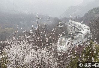 美哭！北京迎春雪 列车雪中穿越花海