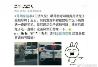 昆明一司机用活兔子遮挡号牌 警方介入调查