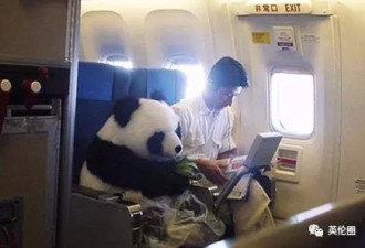 飞机偶遇熊猫不现实，但你可能碰到花豹企鹅...