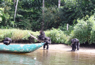 医学实验黑猩猩被遗弃猴子岛：伸手向人要食物