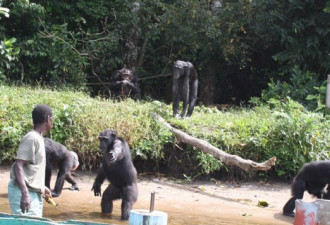 医学实验黑猩猩被遗弃猴子岛：伸手向人要食物