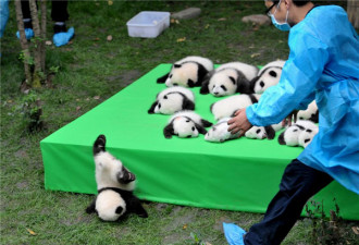 激萌！奶妈收走玩具小马 大熊猫福顺怒而打滚