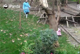 激萌！奶妈收走玩具小马 大熊猫福顺怒而打滚