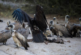胡狼猎食反遭一群秃鹫围攻 8英尺宽翅膀阵势大