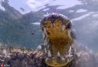 潜水大牛海底与鳄鱼同游 血口獠牙看着就胆寒