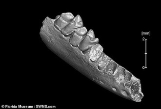 北美发现已知最古老灵长目祖先 距今5600万年