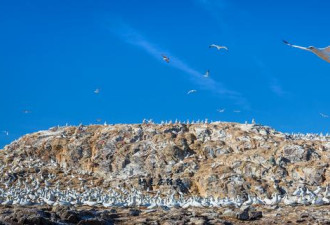 被7亿只海鸟霸占海岛百年，年清理2000吨鸟粪