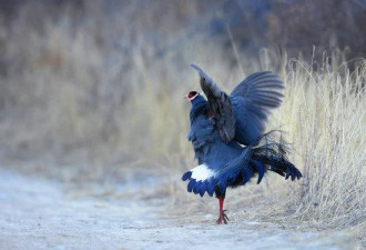 最美的鸡，堪称蓝色妖姬！是国家二级保护动物