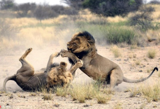非洲雄狮因母狮争风吃醋 大打出手无人敢劝架