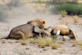 非洲雄狮因母狮争风吃醋 大打出手无人敢劝架
