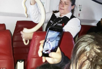 飞行员广播要乘客协助找蛇 美客机舱内陷入混乱