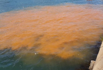 悉尼港水域呈棕色太显眼 网友猜测：是食肉菌？
