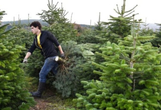 哪个更环保：天然圣诞树还是塑料圣诞树？