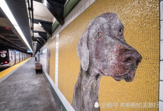 纽约地铁的狗狗马赛克墙 这只魏玛小狗大有来历