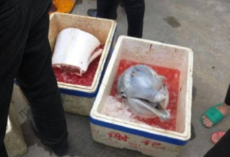 广东市民当街宰杀中华白海豚 与杀熊猫同罪