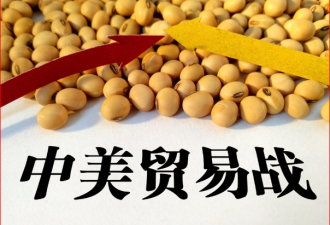 豆农没白囤 中国将很快恢复进口美大豆