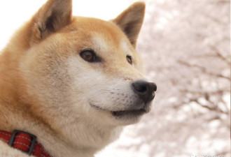 16岁柴犬离世牵动日本全国人心 它实在太受宠爱