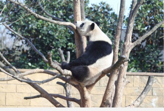 中国一野化放归大熊猫遭不明动物攻击死亡