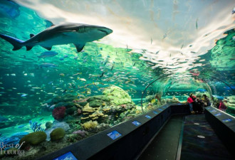多伦多最大的水族馆：里普利水族馆
