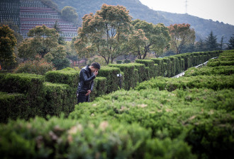 男子直播代人扫墓不假哭 15分钟赚800