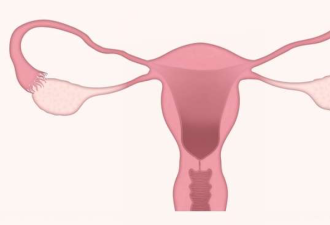 子宫不仅是生殖器官,科学发现子宫或与记忆有关
