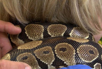 美发店推出蟒蛇按摩服务 蟒蛇每周“上班”两天