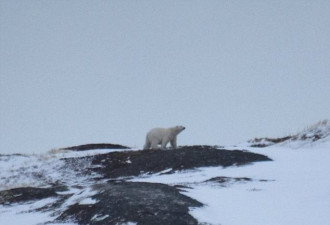 加拿大北极熊在十字架下仰天祈祷 萌倒了全世界