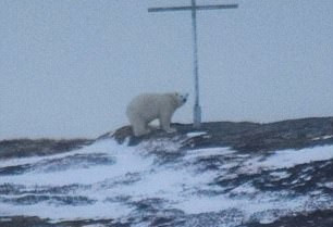 加拿大北极熊在十字架下仰天祈祷 萌倒了全世界