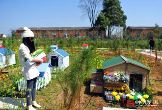 中国人的一天:女孩做宠物殡葬 建立宠物墓园