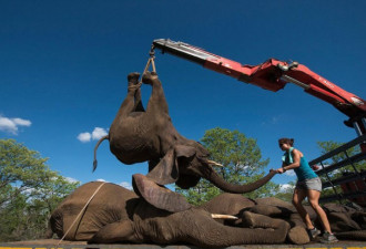 南非象群集体“越狱” 4吨重大象被吊起捉回