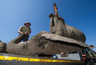 南非象群集体“越狱” 4吨重大象被吊起捉回