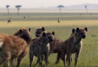 雄狮遭20多只鬣狗围攻  绝望时好友救驾