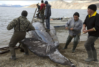 俄罗斯捕鲸血腥现场曝光 海滩布满骸骨