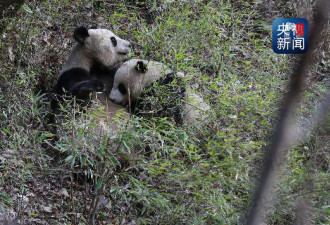 佛坪县首次拍到秦岭大熊猫野外哺乳珍贵瞬间