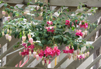 养花种草系列89：优雅的吊钟花Fuchsia