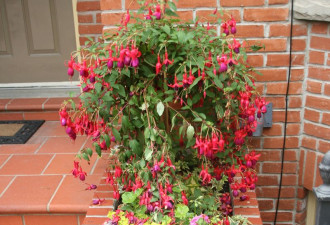 养花种草系列89：优雅的吊钟花Fuchsia