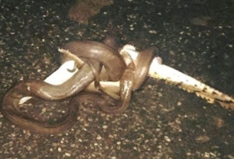 动物界奇观 澳洲3米蟒蛇轻易猎杀淡水鳄