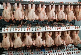 研究人员称：吃鸡太多 人类引发地球生物圈变样