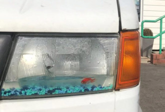 奇葩哥车前灯坏了不修 下雨灌水养金鱼