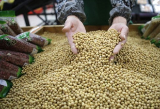 压力当头 中国将在年底前宣布重新购买美国大豆