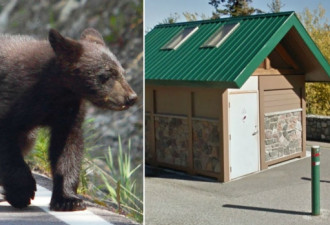 奇！班芙国家公园三只小黑熊被困厕所内