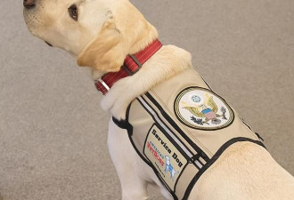 老布什服务犬萨利的新造型曝光 获美国总统徽章