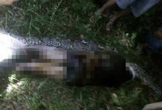 印尼7米巨蟒吞25岁男子 村民剖蛇腹寻回遗体