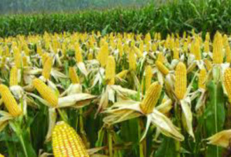 北京的意外诚意：购买了美国300万吨玉米