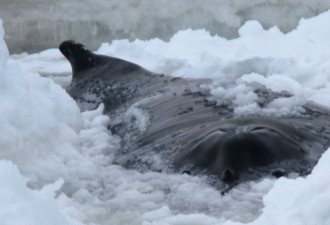 鲸鱼被冰块困在浅水 无法救助令人心碎