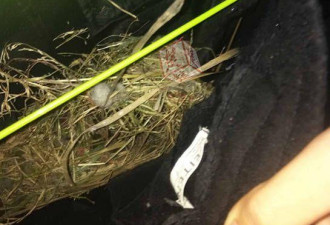 大学生裤子挂阳台两周没管 鸟儿已经在内做窝