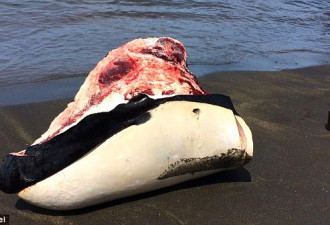残忍!加勒比海岸鲸鱼惨遭捕杀被切块售卖