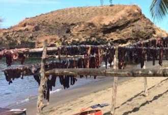 残忍!加勒比海岸鲸鱼惨遭捕杀被切块售卖